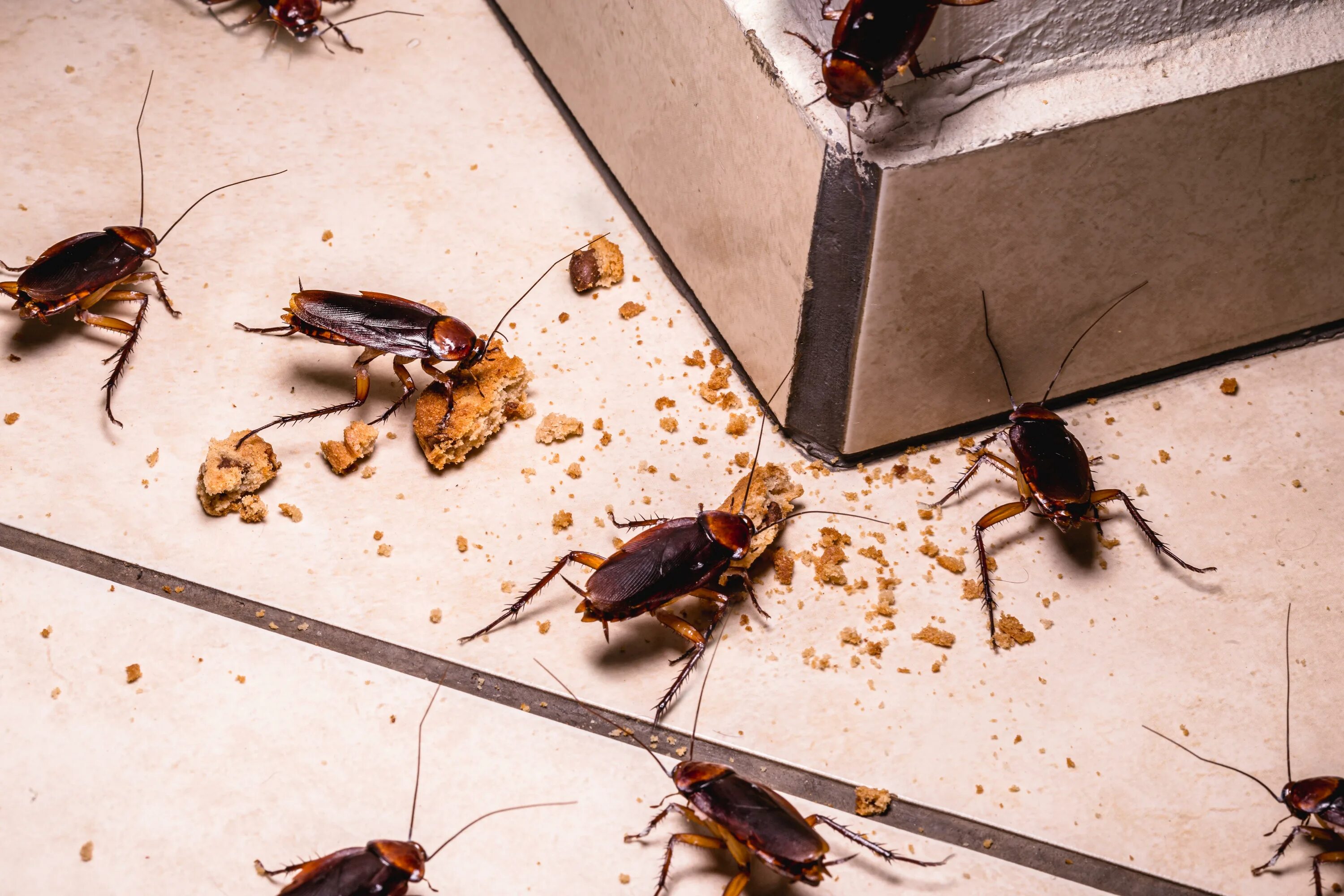 Кухонный таракан фото Pest Control Company Offers $2,000 To Release 100 Cockroaches In Your Home iHear