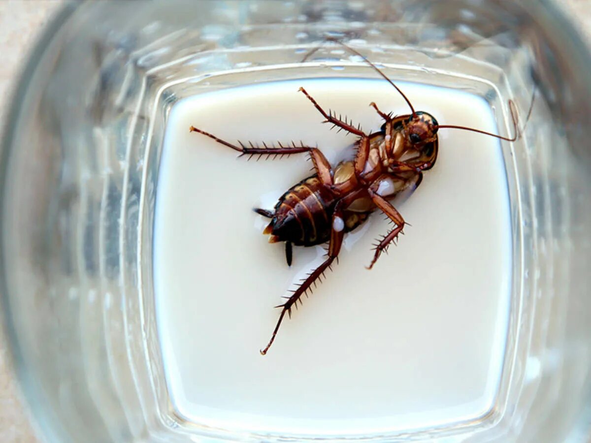 Кухонный таракан фото Shocking! Protein-rich cockroach milk is the new health fad The Times of India