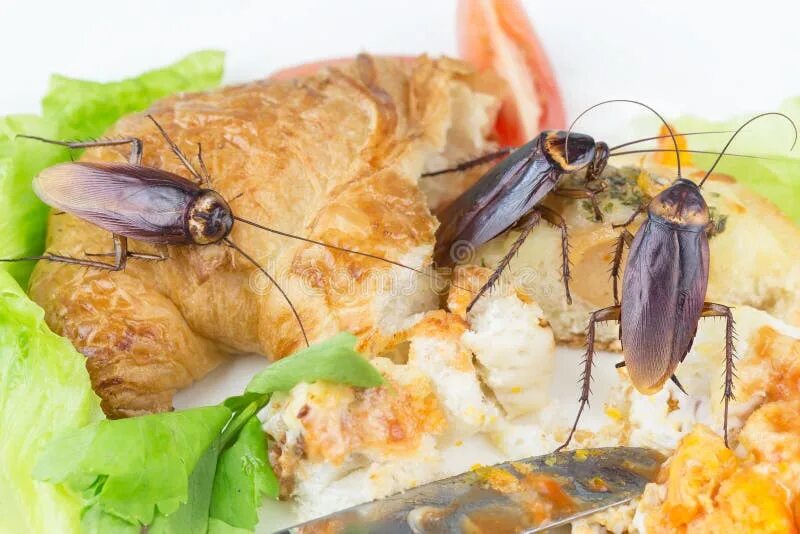 Кухонный таракан фото 14,979 таракан стоковые фото - бесплатные и стоковые фото RF от Dreamstime - Стр