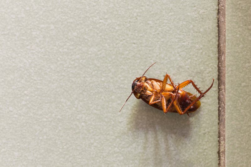 Кухонный таракан фото 2,572 мертвые тараканы стоковые фото - бесплатные и стоковые фото RF от Dreamsti