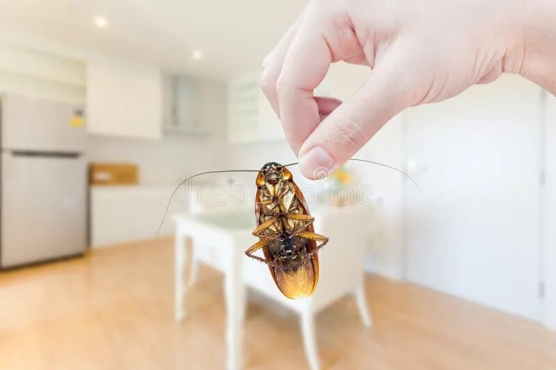 Кухонный таракан фото 14,965 кукарекая петух стоковые фото - бесплатные и стоковые фото RF от Dreamsti