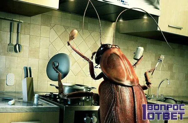 Кухонный таракан фото Один таракан на кухне фото - DelaDom.ru