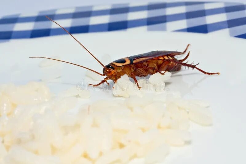 Кухонный таракан фото A Cockroach Feeding with Copy Space Stock Image - Image of help, emotion: 962917