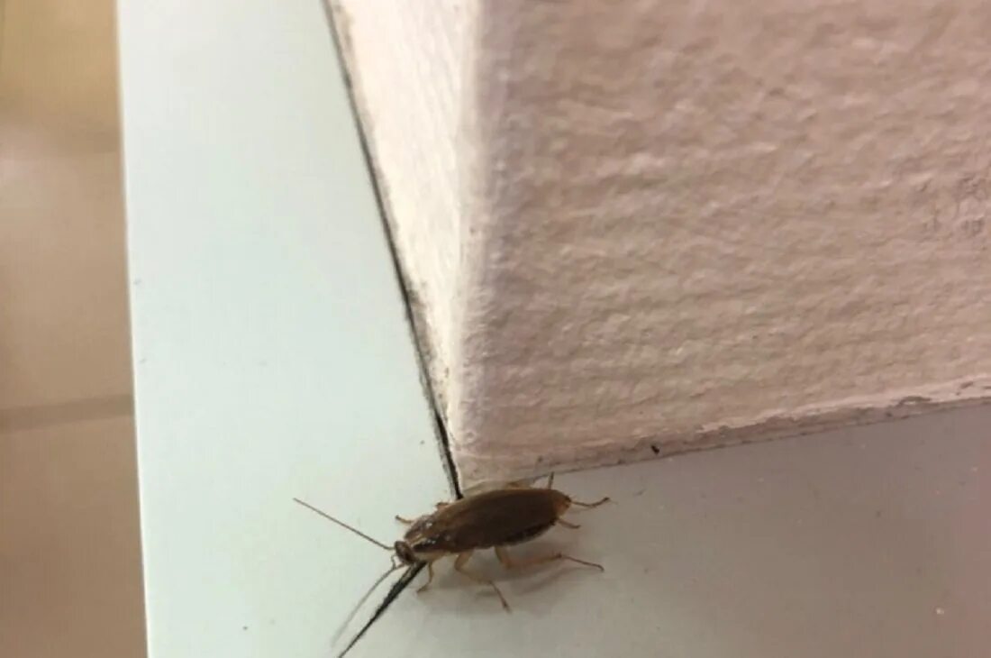 Кухонный таракан фото Картинки ДОМЕ БЕГАЮТ ТАРАКАНЫ