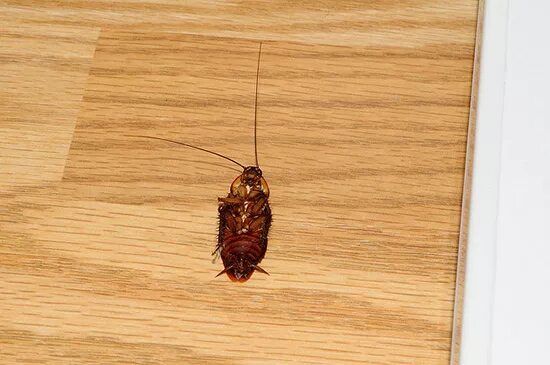 Кухонный таракан фото Дезинсекция Дератизация Талдом / Другое / Услуги Талдом Uslugio.com