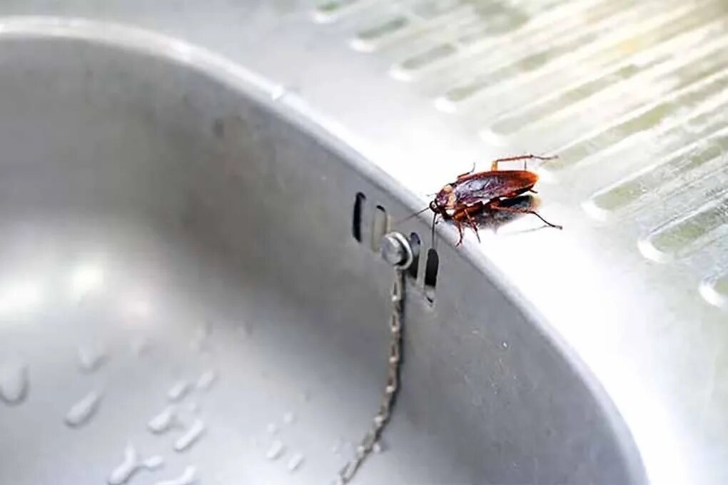 Кухонный таракан фото Борьба с тараканами в квартире эффективными средствами - МК Ярославль