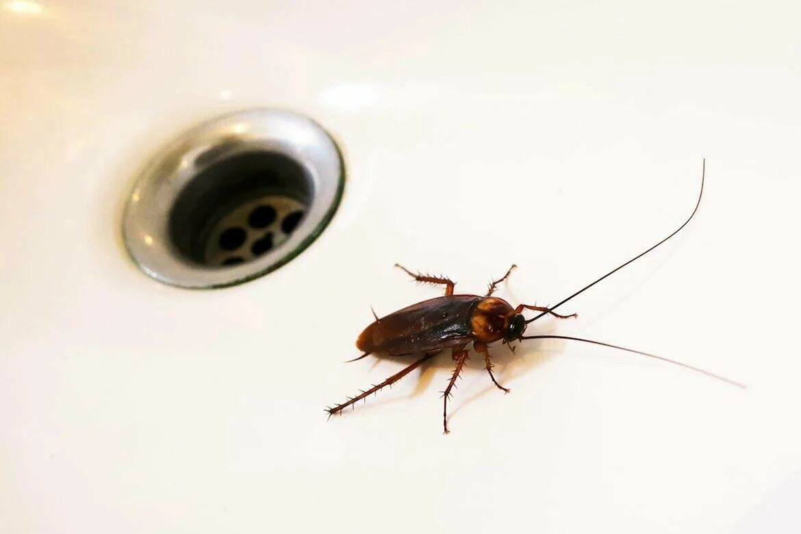 Кухонный таракан фото Дезинфекция квартиры в Воронеже: 85 дезинфекторов со средним рейтингом 4.6 с отз