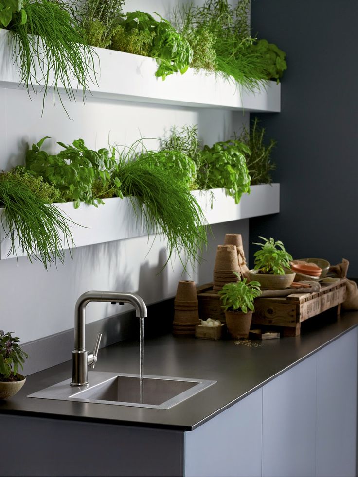 Кухонный цветок фото Thiết bị nhà tắm: 10 ý tưởng điên rồ cho ngôi nhà của bạn Herb garden in kitchen