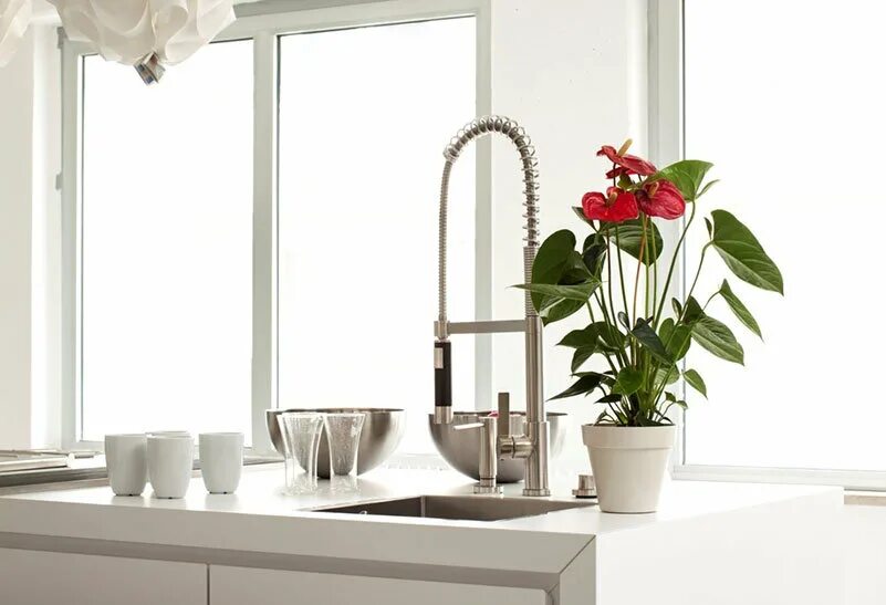 Кухонный цветок фото Комнатные цветы для кухни фото - DelaDom.ru