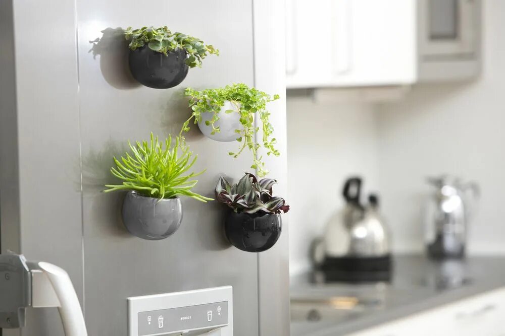 Кухонный цветок фото Life Magnetic Collection by LiveTrends Inside garden, Succulent gifts, Plant gif