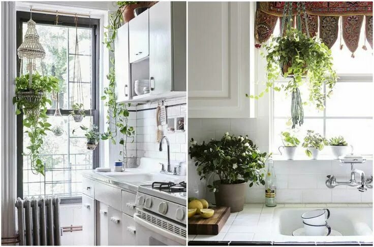 Кухонный цветок фото Растения в интерьере: правила выбора, модные тенденции и идеи оформления дома Iv