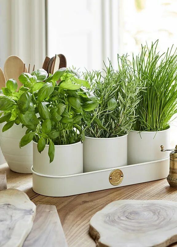 Кухонный цветок фото Набор кашпо для трав и цветов Sophie Conran Burgon&Ball в интернет-шоуруме VALLE