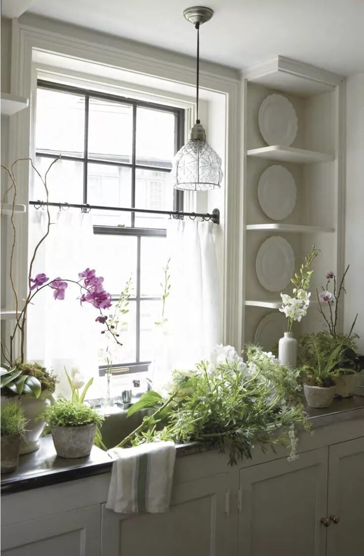 Кухонный цветок фото Pin on ОКНО на КУХНЕ