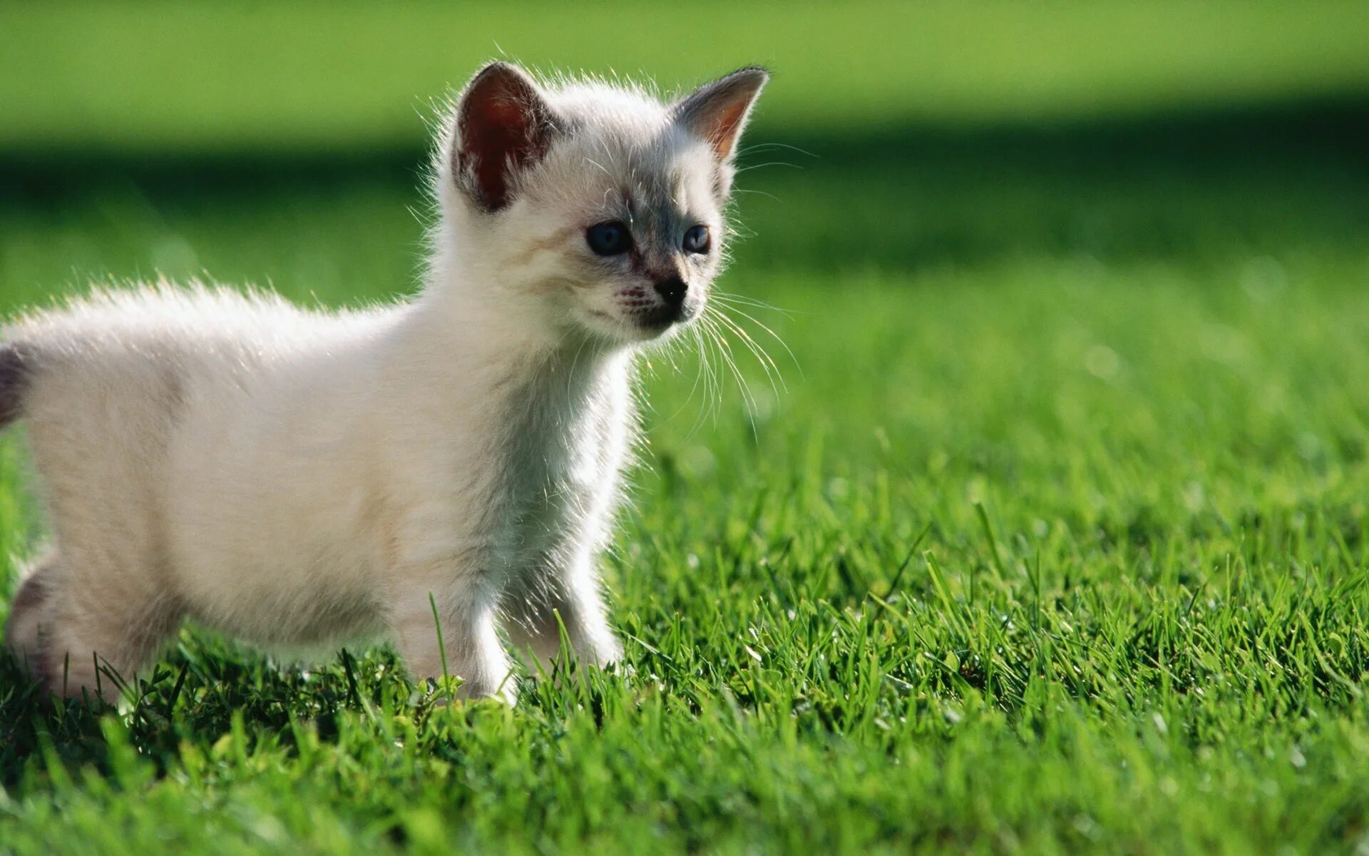 Квадратные фото маленькие White kitten walks on the lawn Desktop wallpapers 640x480