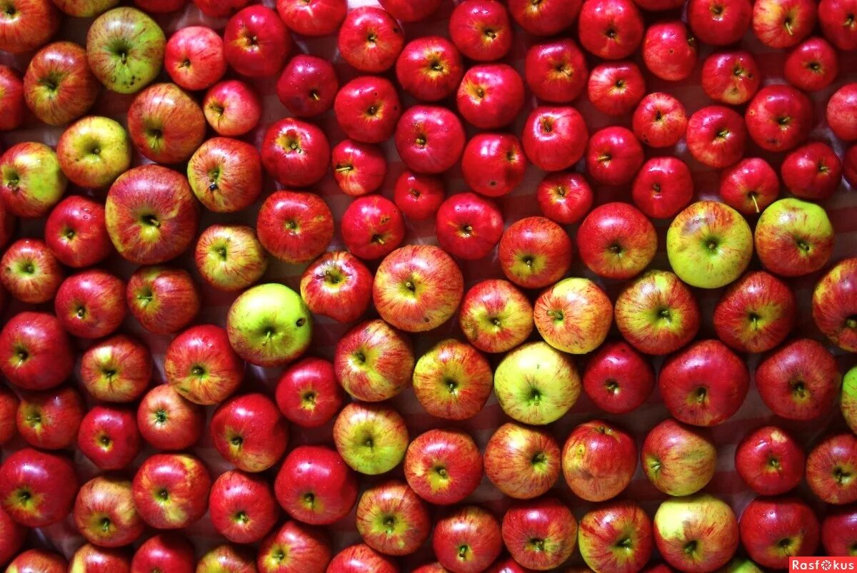 Квадратные яблоки фото Фото: Apples. Фотограф Сергей Рожненко. Натюрморт. Фотосайт Расфокус.ру