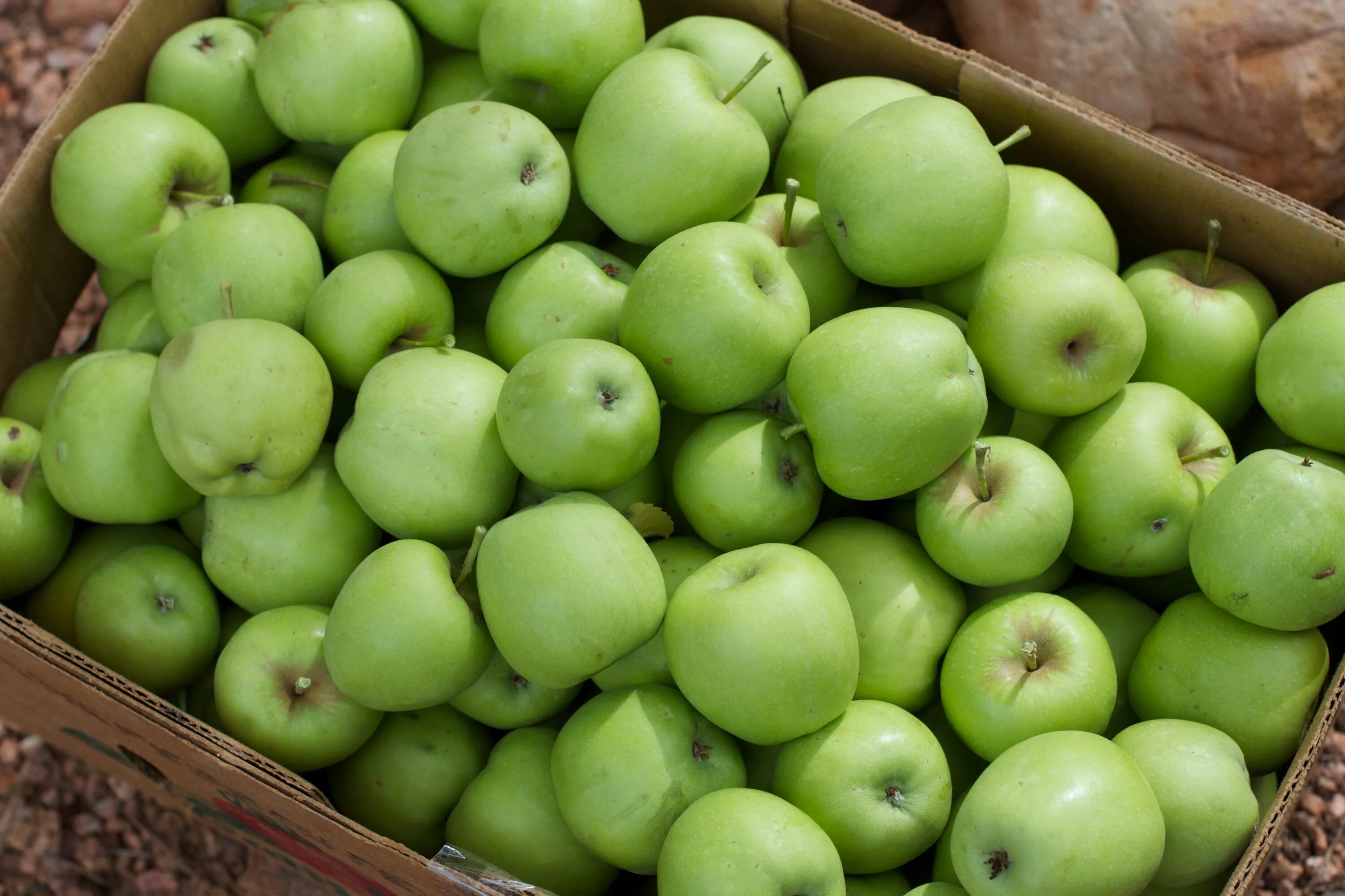 Квадратные яблоки фото Free Images : apple, fruit, food, produce, flowering plant, rose family, land pl