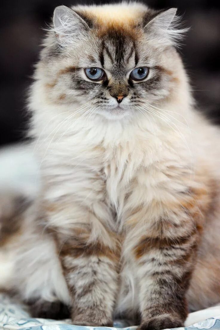 Квадробер фото кошки Doll face Persian Beautiful cats, Pretty cats, Gorgeous cats