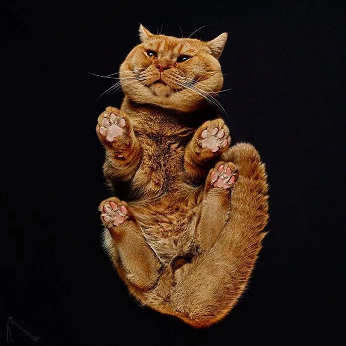 Квадробер фото кошки Животные за стеклом: милые портреты из книги "Unter Hunden", Buro 24/7 Cats, Cat
