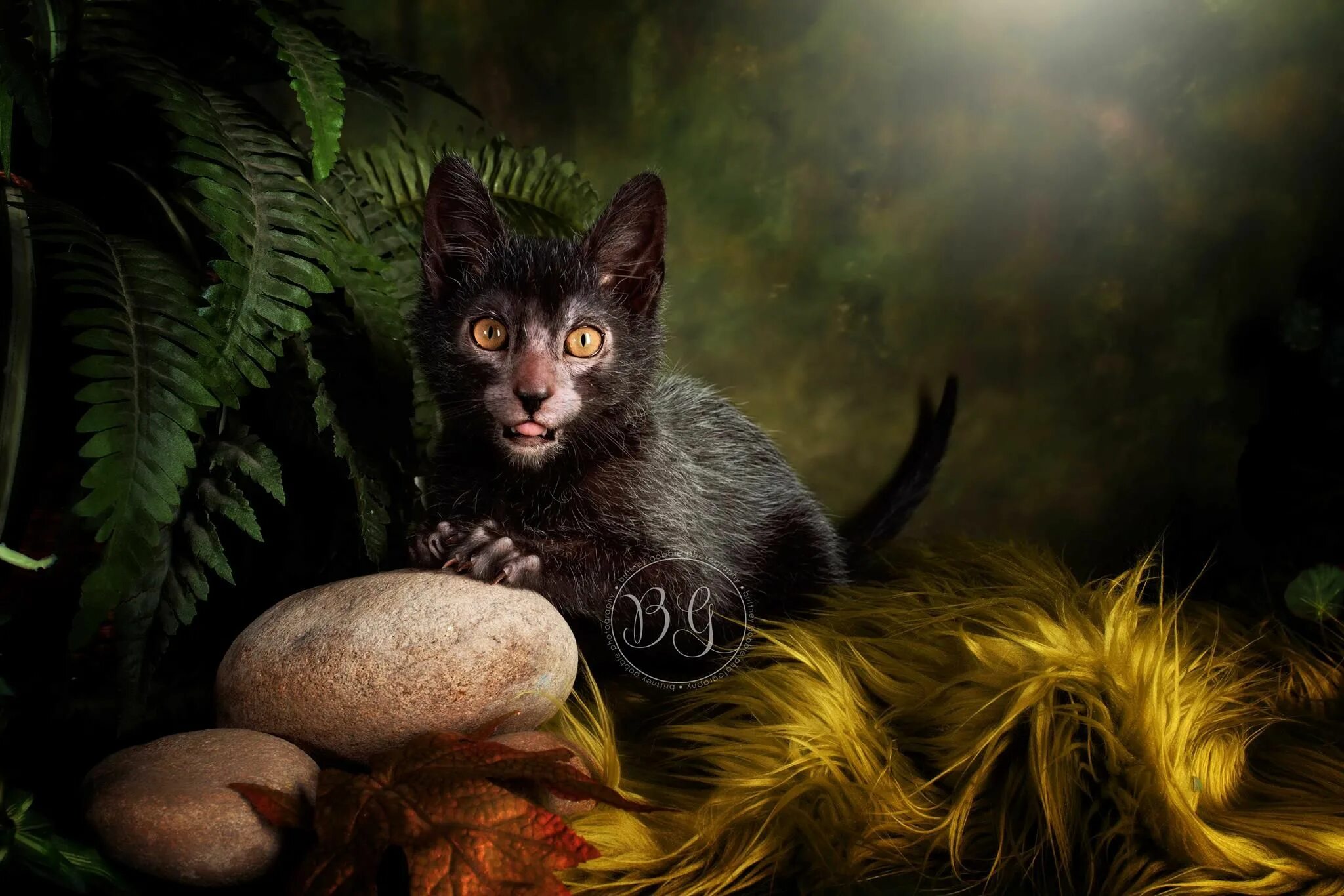 Квадробер фото кошки AllCats Cat Club is proud to host the 2014 World Cat Congress nature Werewolf ca