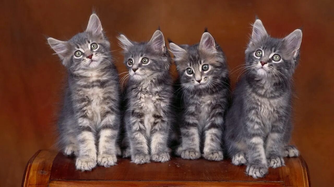 Квадробер фото кошки Скачать 1280x720 котята, много, сидеть обои, картинки hd, hdv, 720p