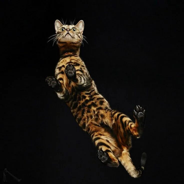 Квадробер фото кошки Работа сайта временно приостановлена Toyger cat, Cats, Dog pictures