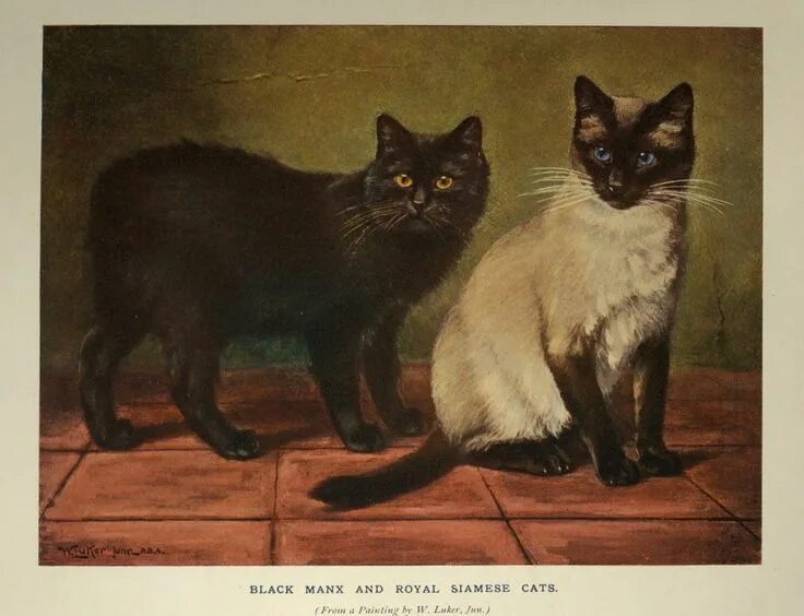 Квадробер фото кошки Российский Сервис Онлайн-Дневников Siamese cats, Balinese cat, Black cat art