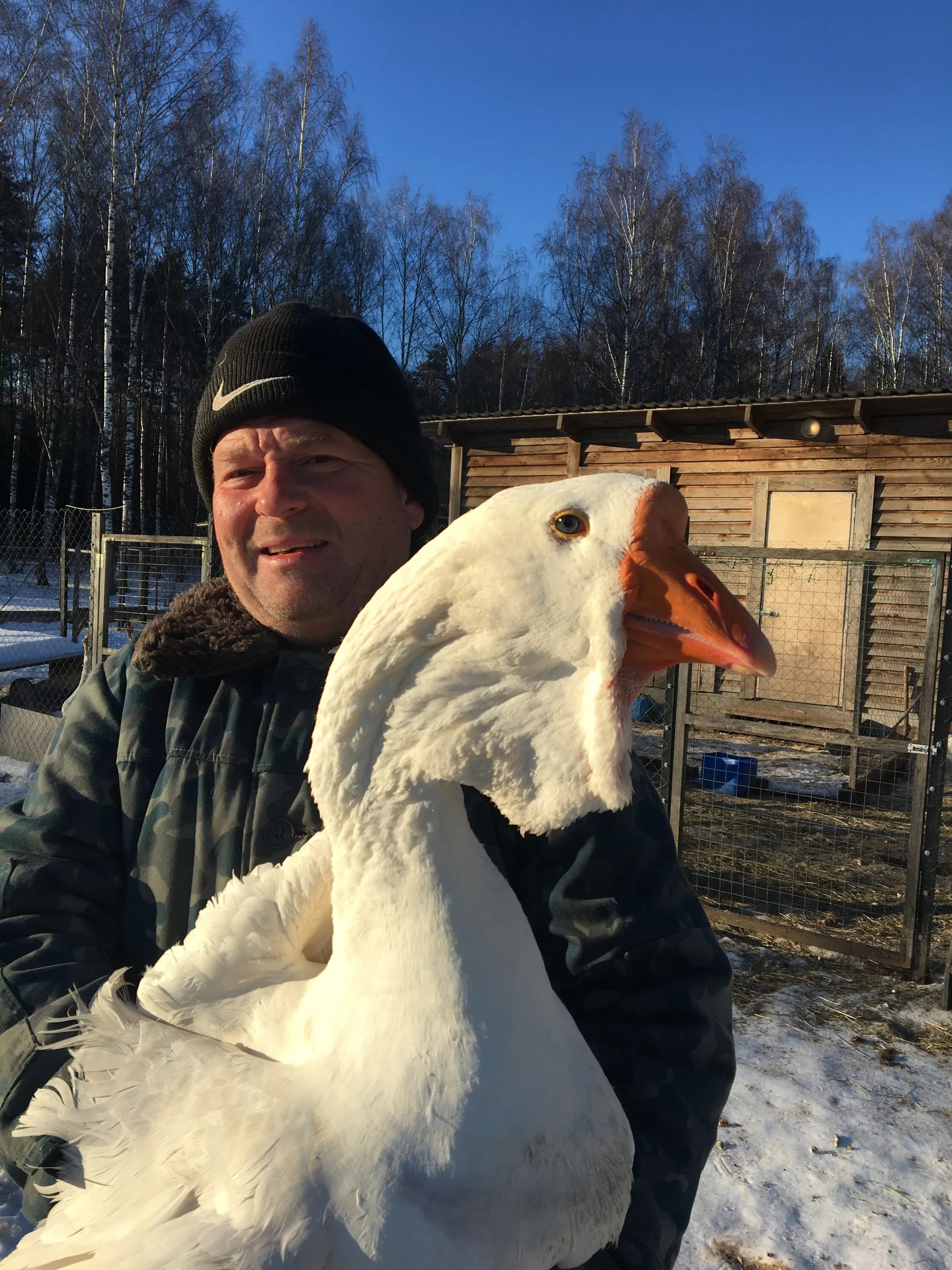 Квадробер гусь фото Самое впечатляющее создание природы - секреты величественного гуся и его породы 