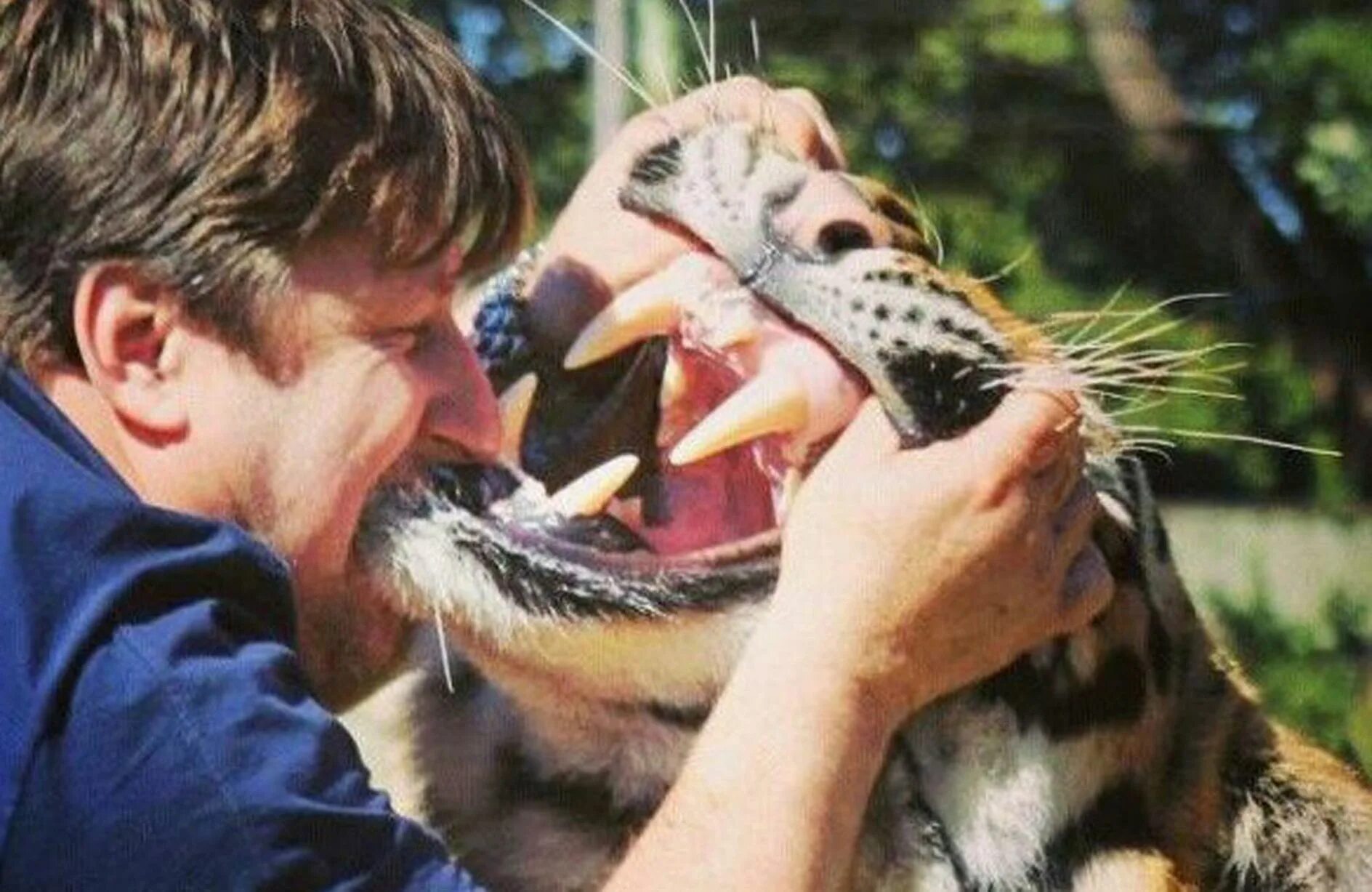 Квадробер кусает человека фото A BRAZILIAN family Live with Tigers - Mirror Online