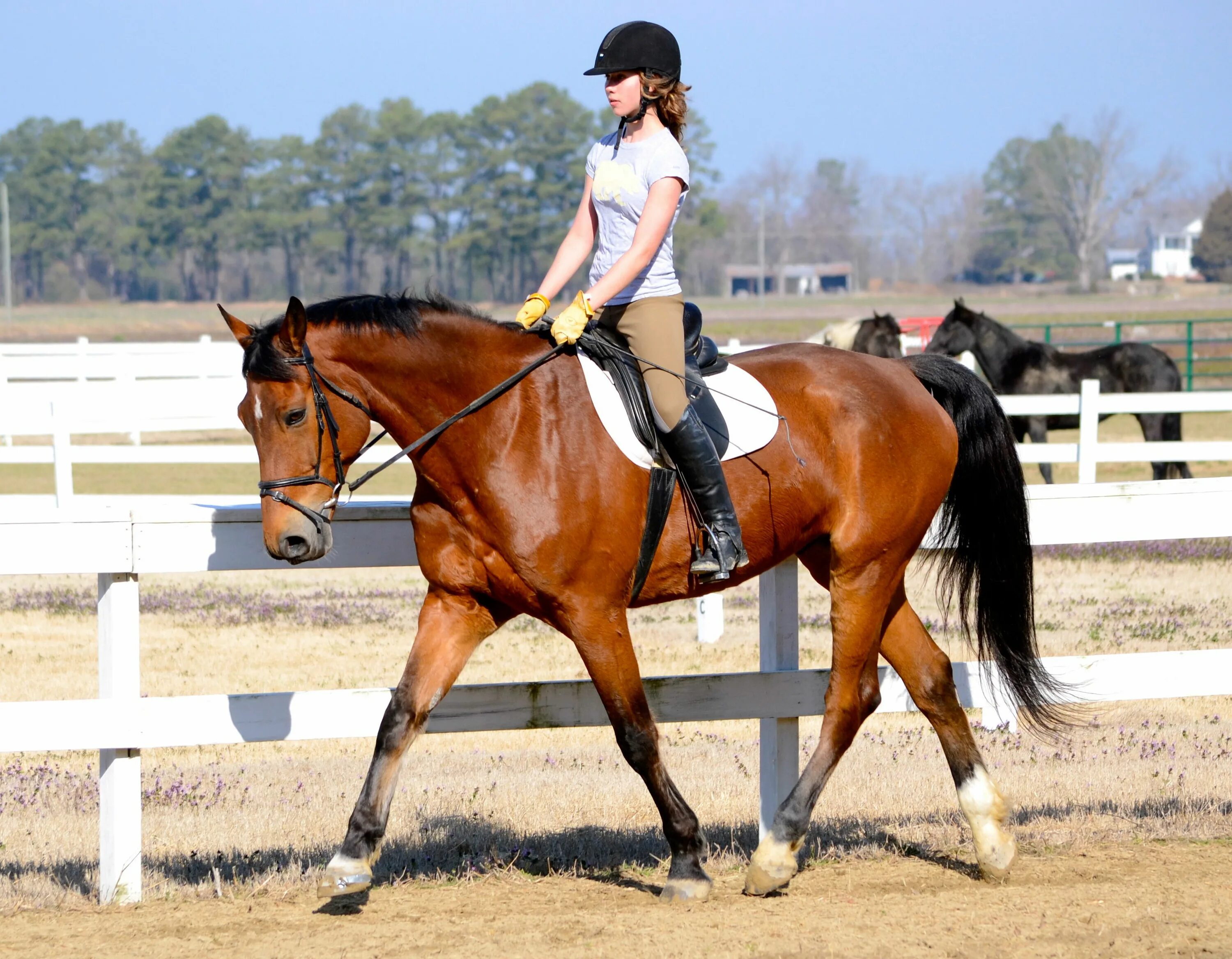 Квадробер лошадь фото riding - Google Search Horse camp, Horses, Horse riding videos