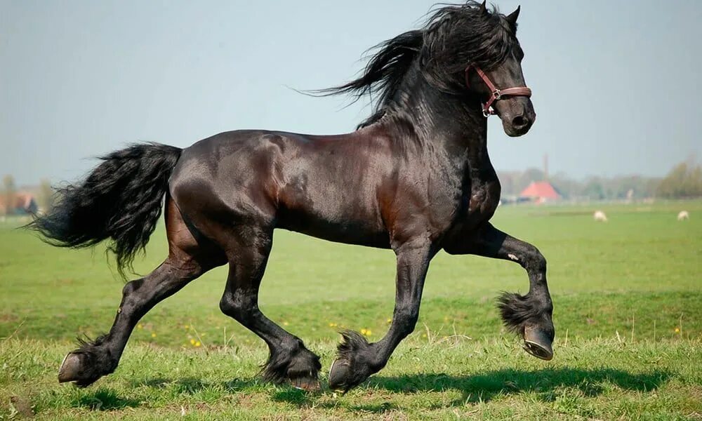 Квадробер лошадь фото 5 Fun Facts About The Friesian Horse Horses, Horse breeds, Friesian horse