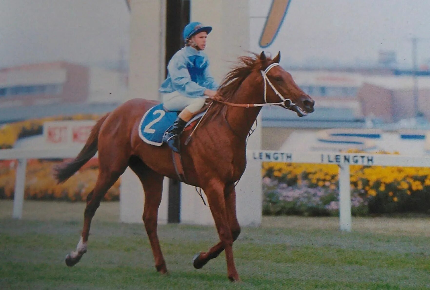 Квадробер лошадь фото 1977 Golden Slipper (AUS-G1) winner Luskin Star (AUS) Racehorse, Horse racing, R