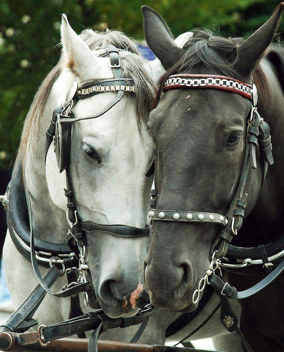 Квадробер лошадь фото Black and White Horses, Pretty horses, Beautiful horses