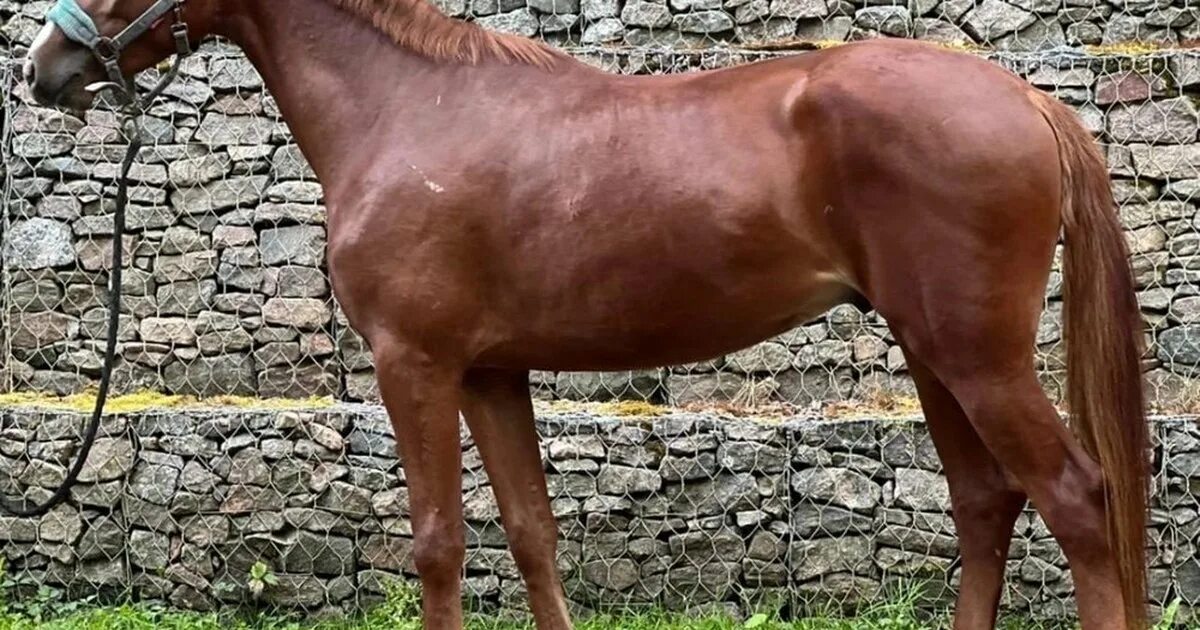 Квадробер лошадь фото Мерин УВП универсальный!! Срочно! - лошади - конный рынок - equestrian.ru