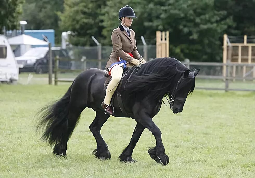 Квадробер лошадь фото Chloe Chubb's showing blog: HOYS champion at NPS on a catch ride - Horse & Hound