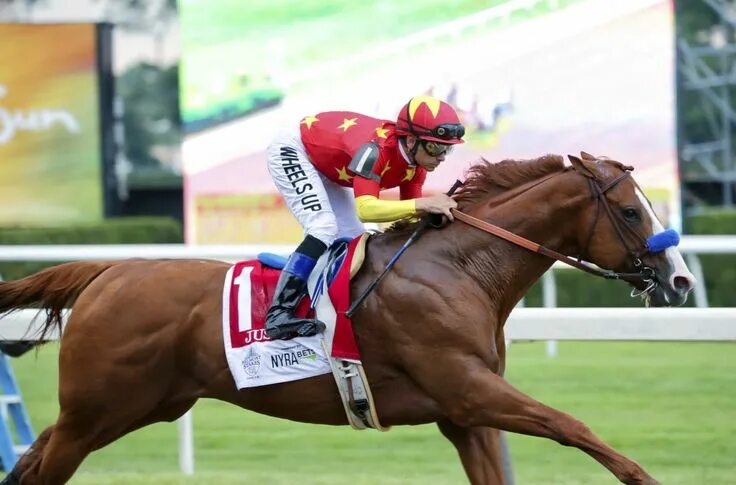 Квадробер лошадь фото Justify the 2018 Triple Crown Winner. Horse racing bet, Horse racing, Horses