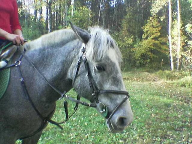 Квадробер лошадь фото Любимая лошадка - фотографии - Рулада - конники - equestrian.ru