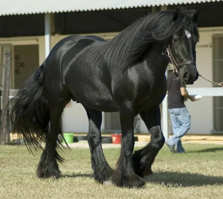 Квадробер лошадь фото Pin by Mădălina Prodan on Cai de rasă Clydesdale horses, Stallion horses, Beauti