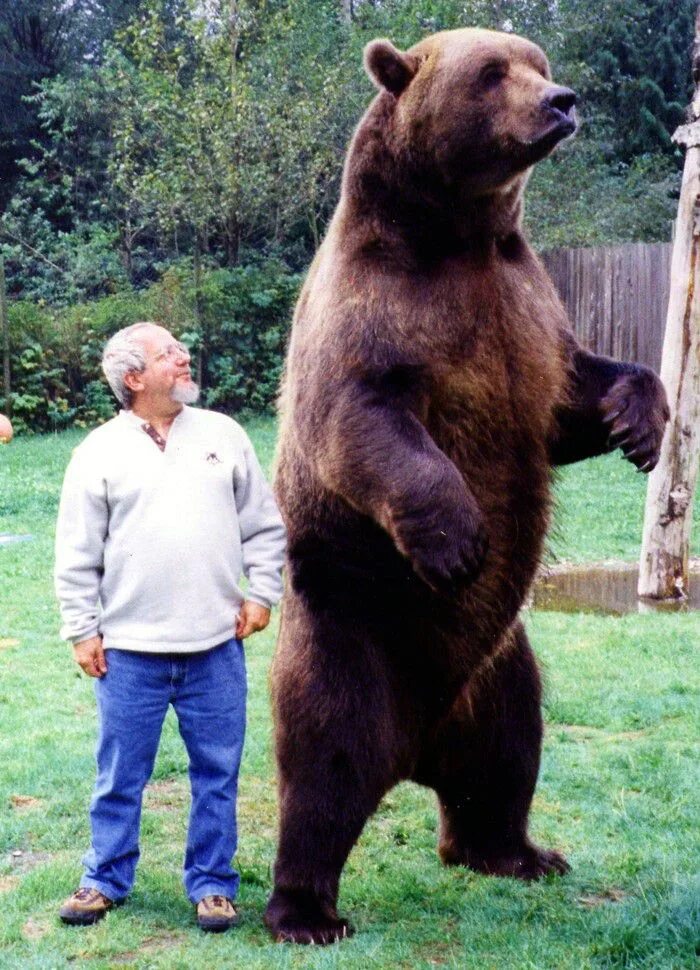 Квадробер медведь фото 20 Giants Of The Animal Kingdom Kodiak bear, Grizzly bear, Grizzly bear size