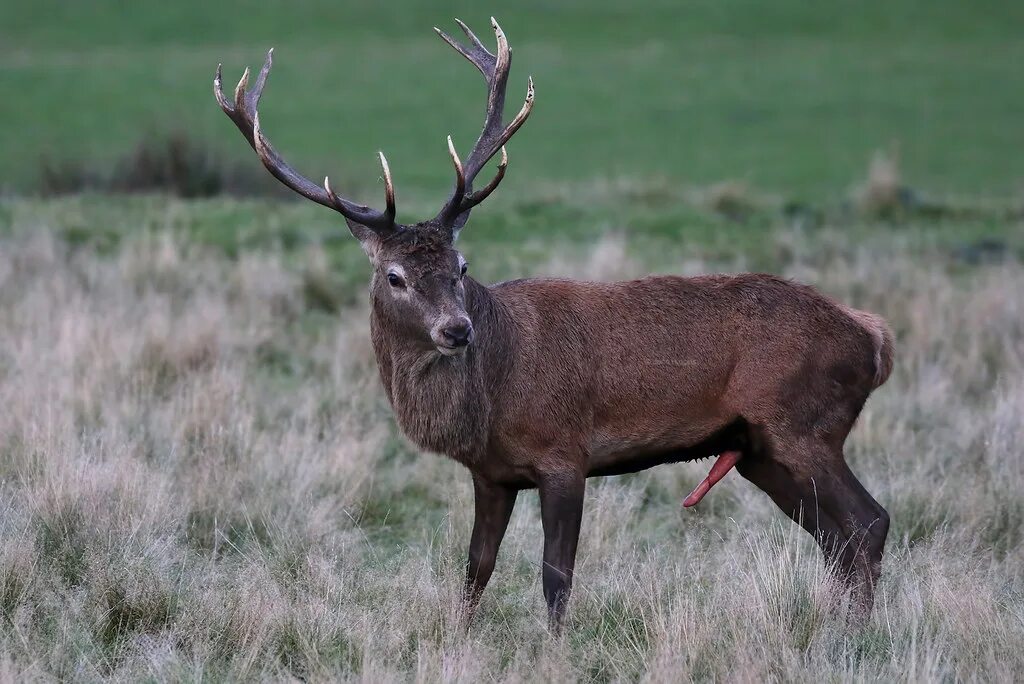 Квадробер олень фото Red Deer Tatton Park Rut 191019f Rutting Red Deer Stags, T. Flickr