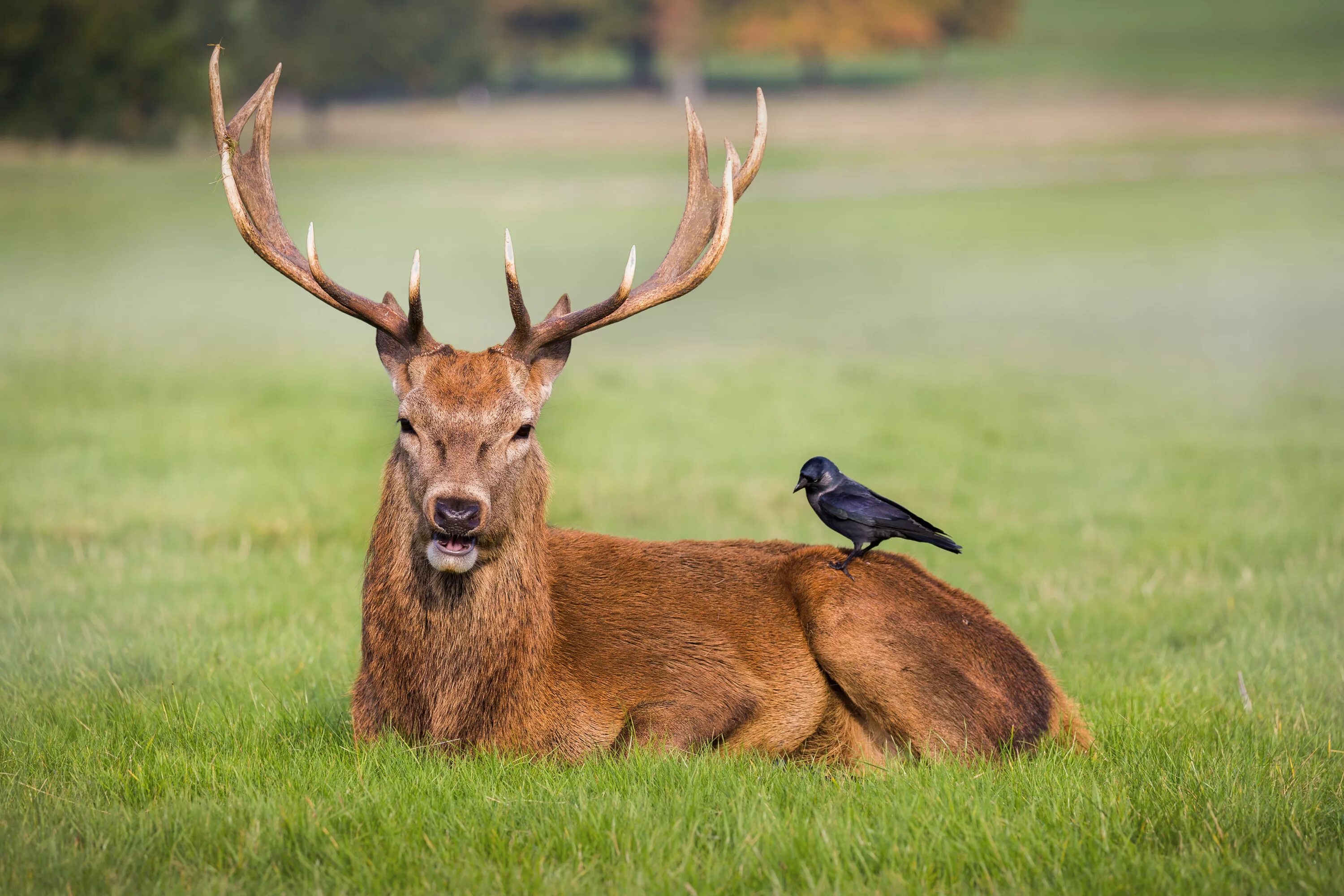 Квадробер олень фото Скачать обои grass, field, crow, park, friends, deer, wildlife, antlers, раздел 