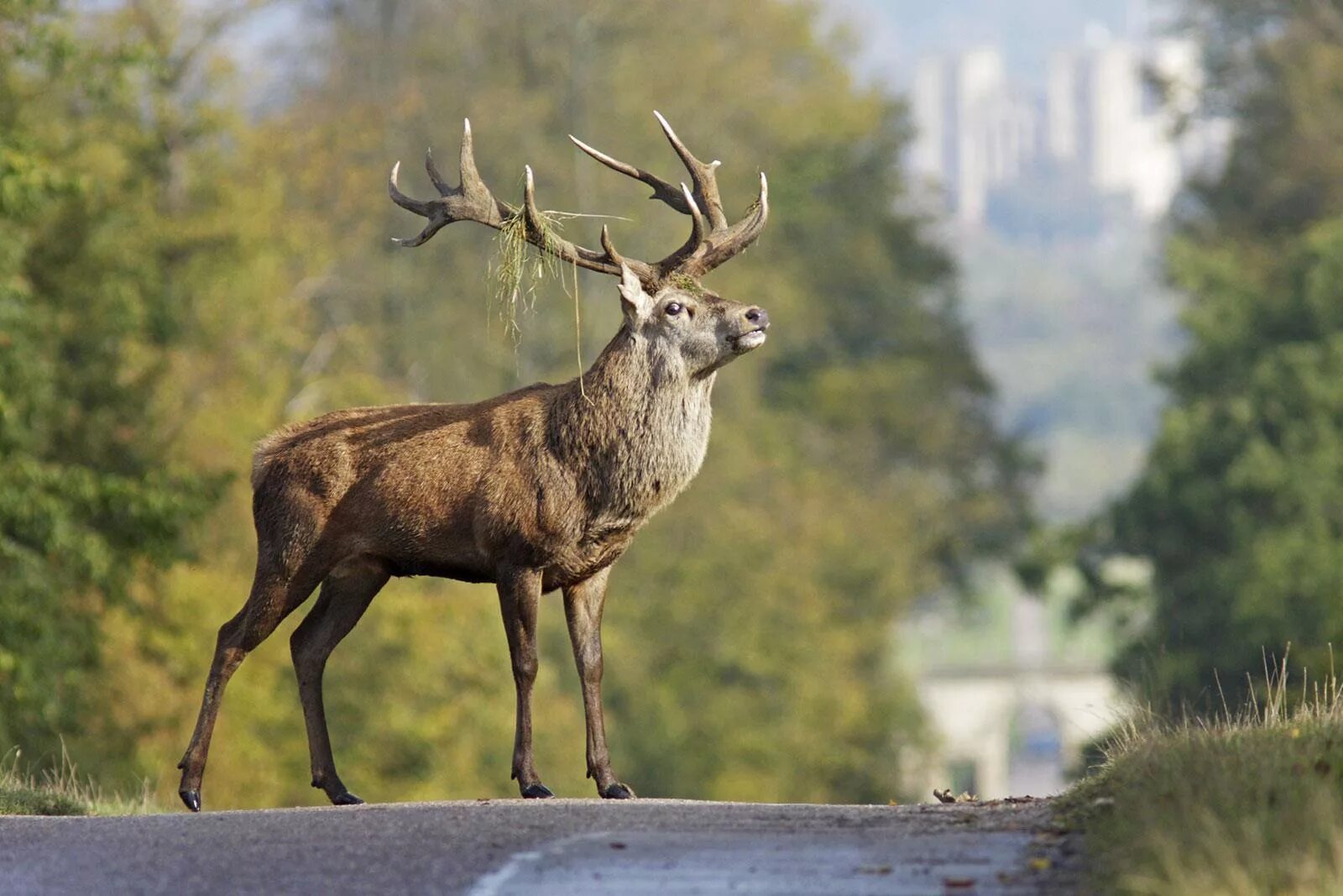 Квадробер олень фото Dear oh deer, it’s that time of the year