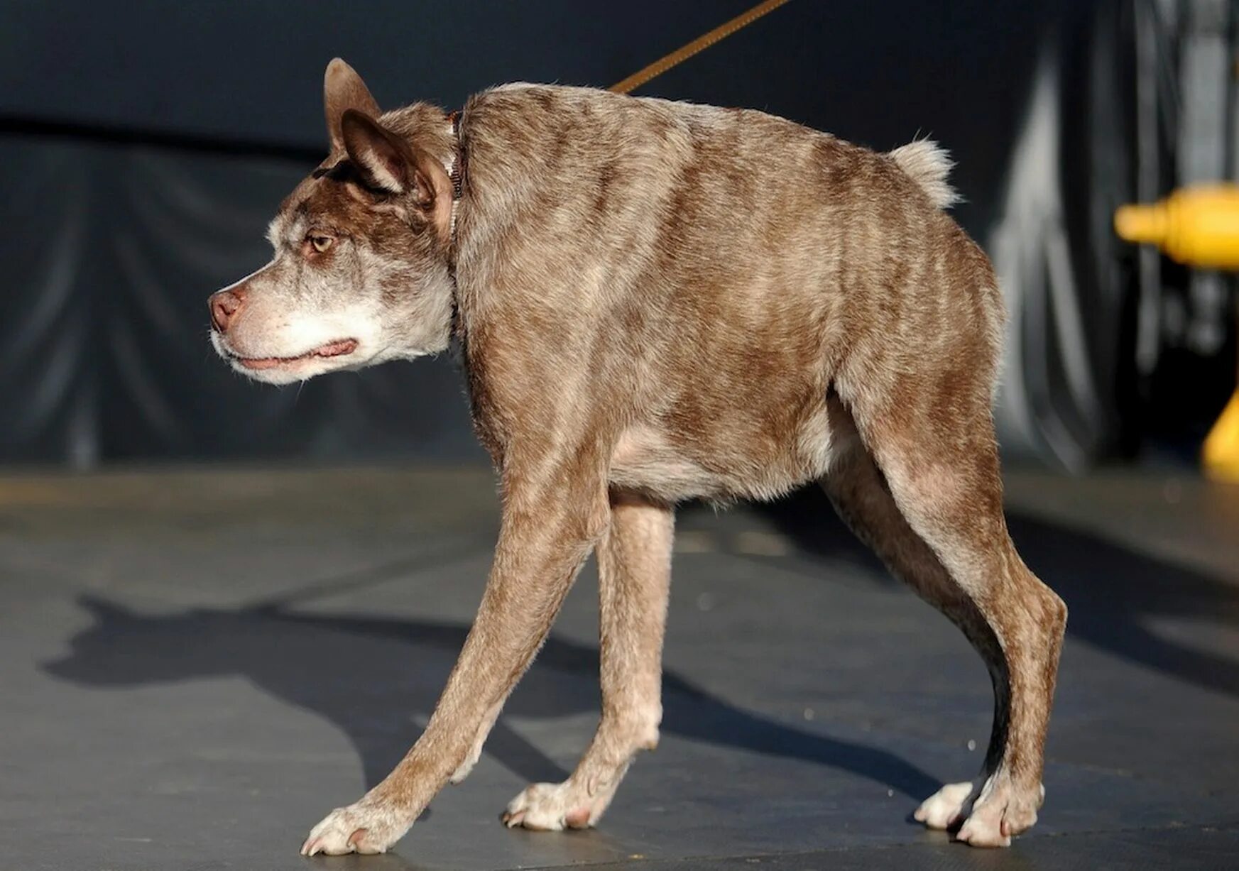 Квадробер собака фото The World's Ugliest Dog competition - Mirror Online