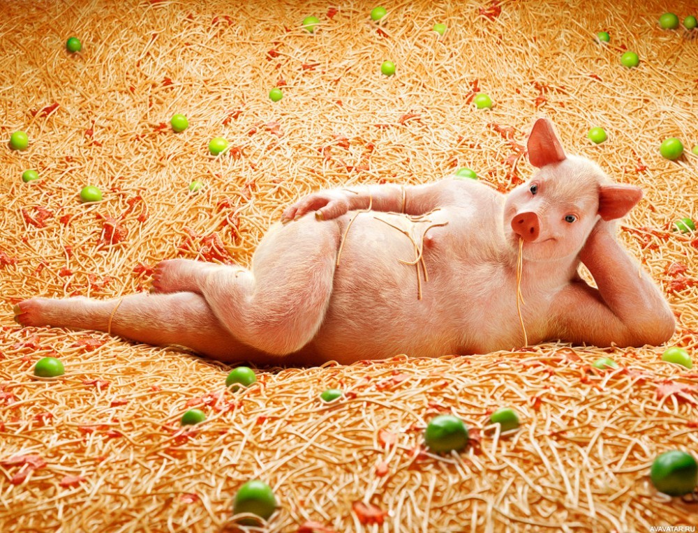 Квадробер свинка фото Create meme "pigs, the pig is beautiful, piglets are funny" - Pictures - Meme-ar