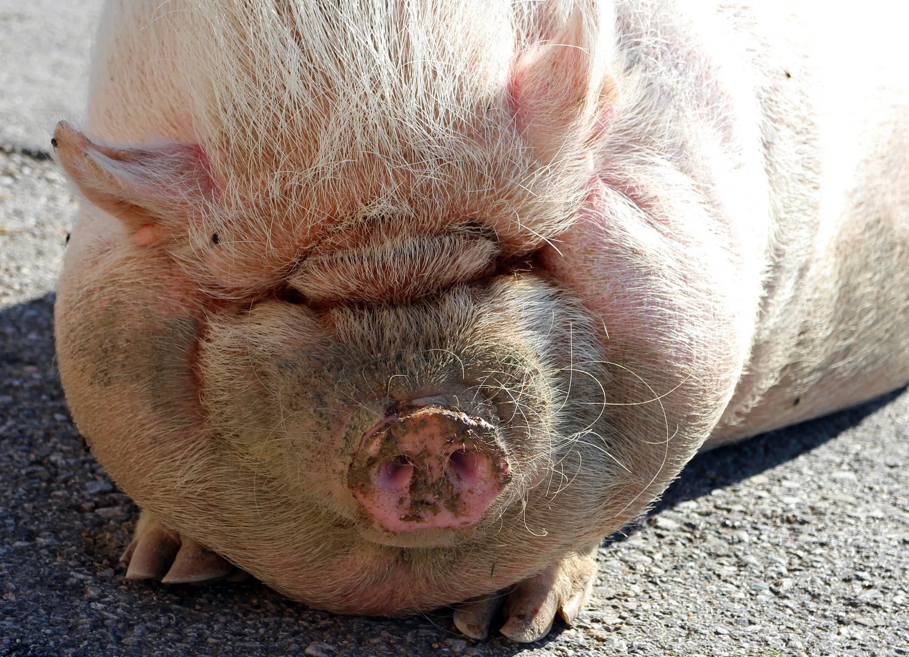 Квадробер свинья фото Free Images : farm, animal, livestock, dirty, fauna, close up, sow, snout, verte