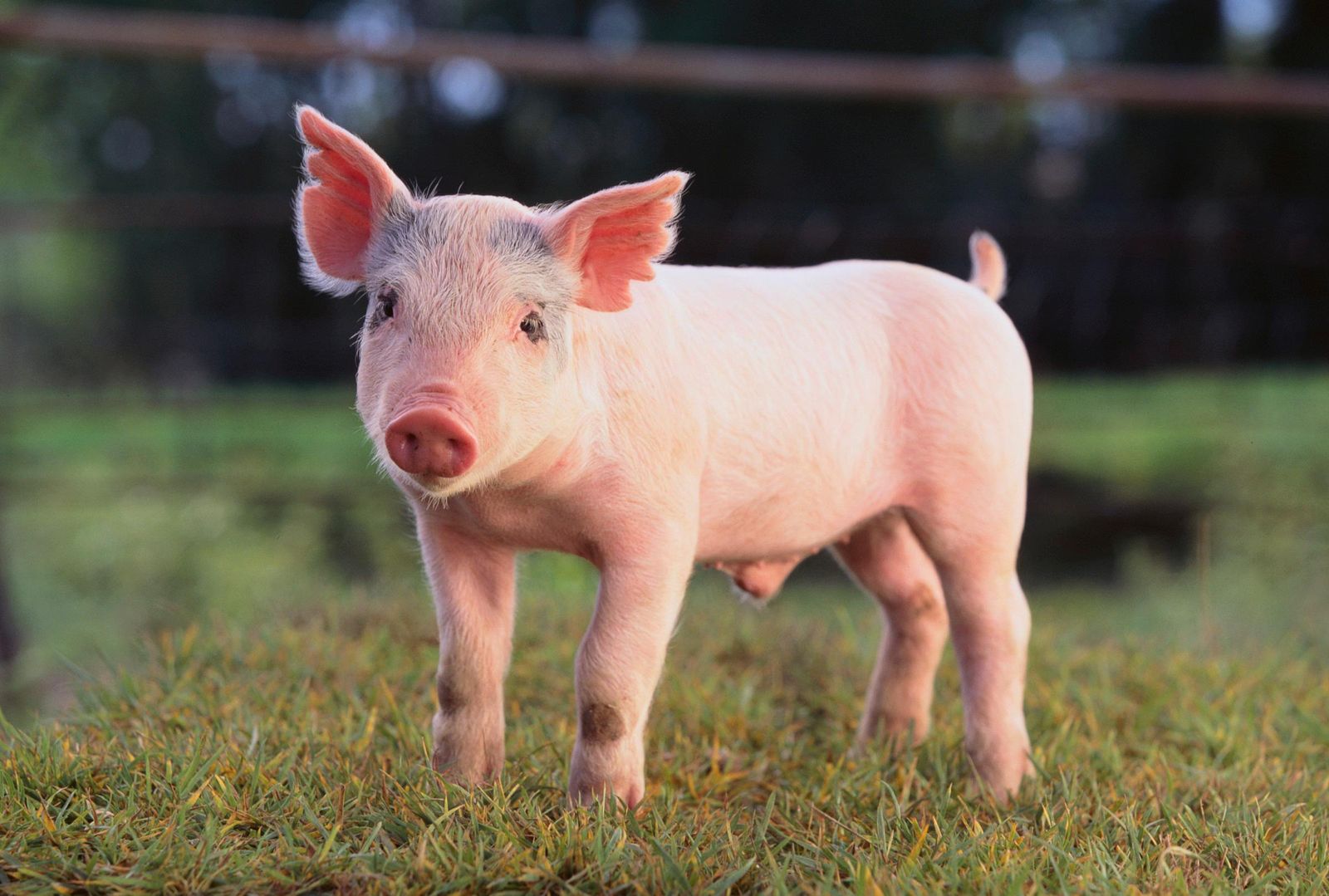 Квадробер свинья фото Pig Heart Beat for Over Two Years in Baboon's Belly Smithsonian