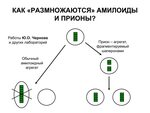 Квадроберы это кто фото простыми словами кратко Квадроберы начали размножаться в парке петербурга