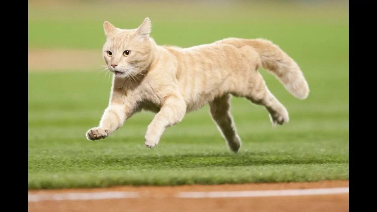 Квадроберы фото в прыжке кошки Смелые коты на спортивных стадионах мира/Brave cats in the sports arenas of the 