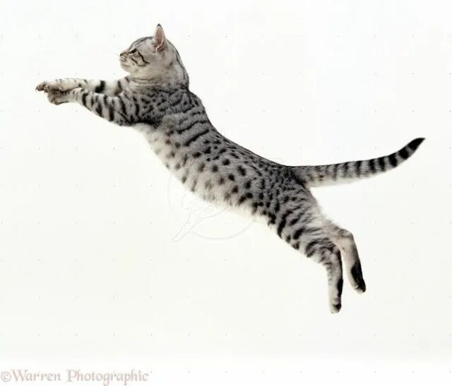 Квадроберы фото в прыжке кошки Pin on Cat Poses :3 Silver tabby cat, Cat pose, Jumping cat