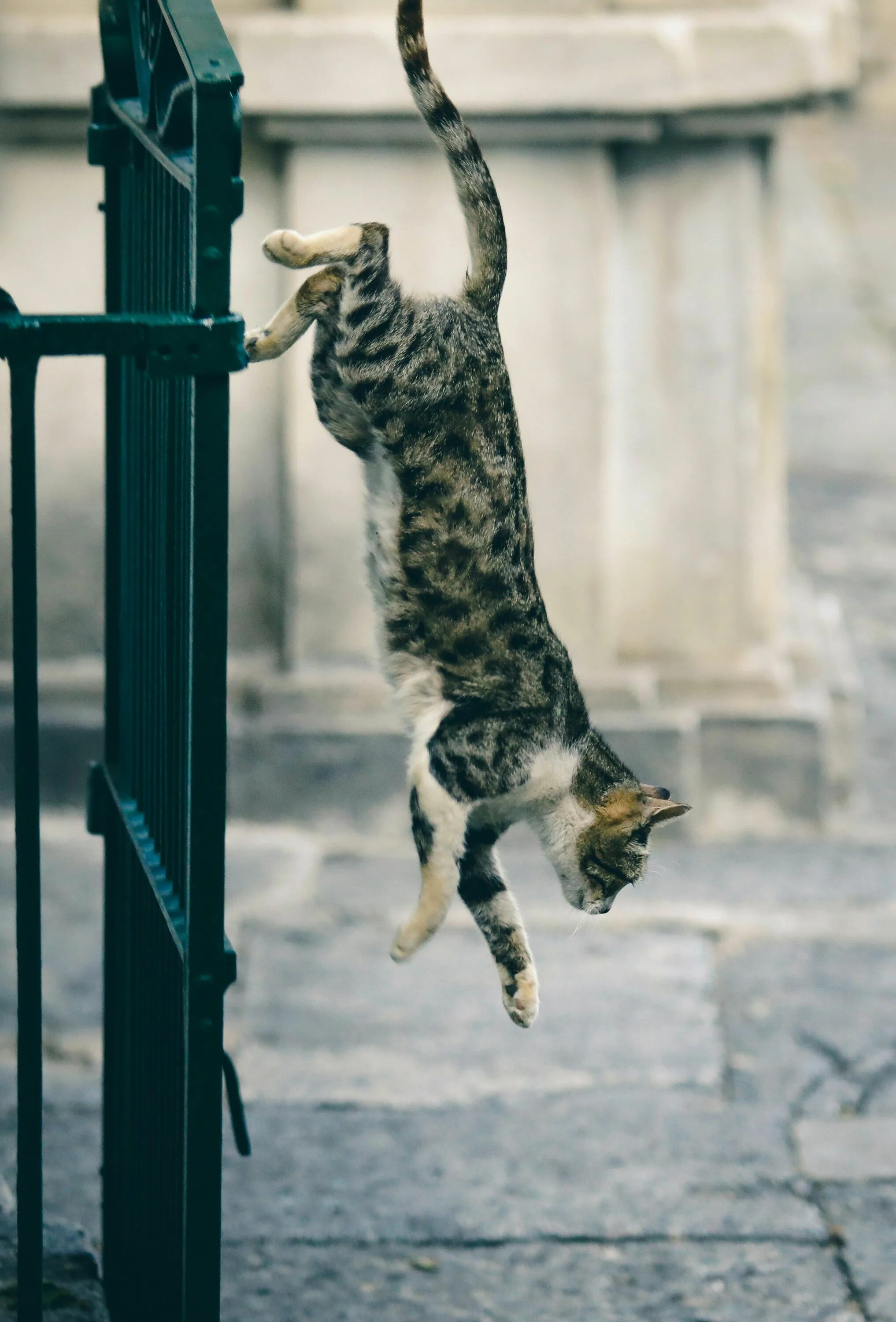 Квадроберы фото в прыжке кошки люди Photo by svklimkin on Unsplash in 2024 Cats, Cat pics, Cute cats