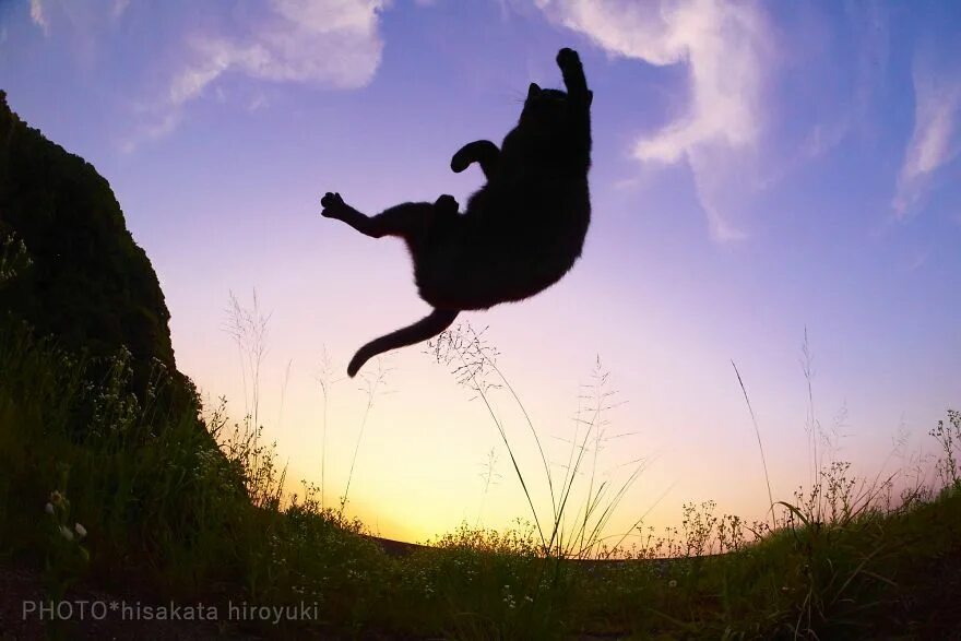 Квадроберы фото в прыжке кошки люди This Japanese Photographer Specializes In Shooting Ninja Cats, And The Result Is